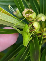 Paracaedicia serrata