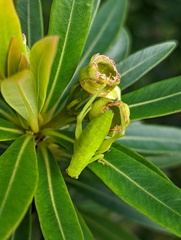 Paracaedicia serrata