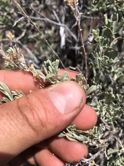 Artemisia arbuscula