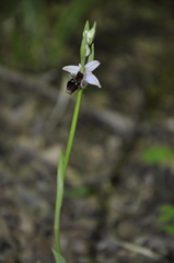 Ophrys oestrifera