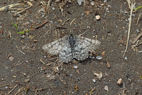 Netted Mountain Moth