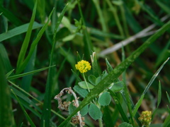 Medicago lupulina