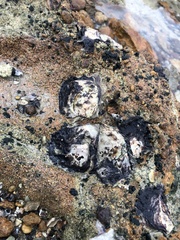 Saccostrea