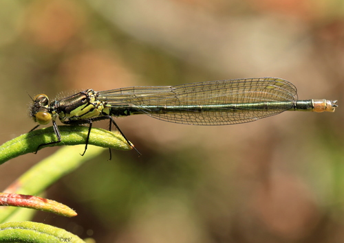 Red-eyed Damselfly