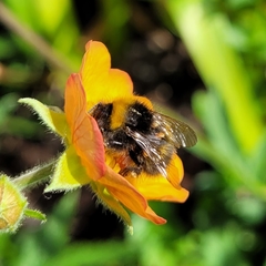 Bombus