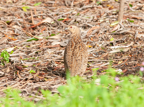 Tasmanienwachtel (Synoicus ypsilophorus)