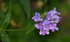 Penstemon serrulatus