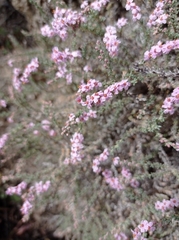 Frankenia thymifolia