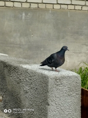 Columba livia domestica