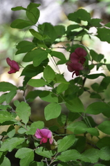 Lathyrus rotundifolius