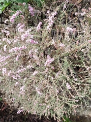 Frankenia thymifolia