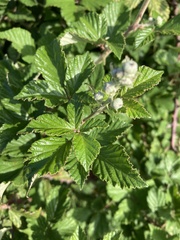 Rubus