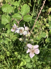 Rubus