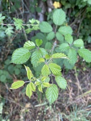 Rubus