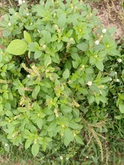 Amaranthus