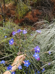 Anchusa azurea