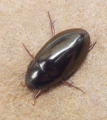 Sternolophus rufipes