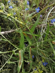 Anchusa azurea