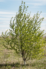 Betula platyphylla