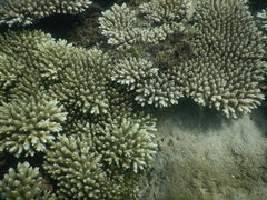 Acropora tenuis