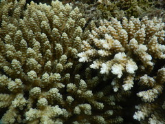 Acropora tenuis