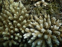Acropora tenuis