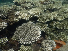 Acropora tenuis