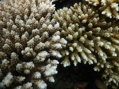 Acropora tenuis