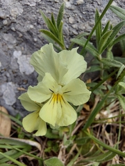 Viola eugeniae