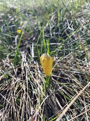 Fritillaria collina