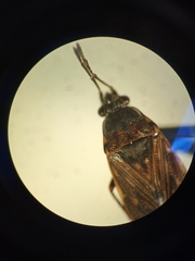 Peritrechus geniculatus