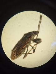 Peritrechus geniculatus