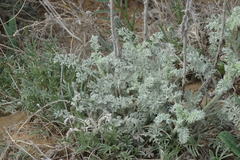Artemisia schrenkiana