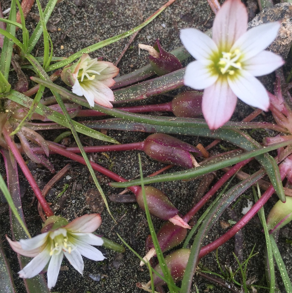 Nevada lewisia