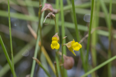 Utricularia bifida