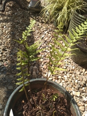 Polystichum luctuosum