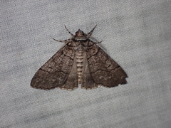 Smyriodes aplectaria