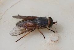 Hybomitra solstitialis