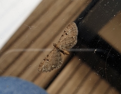 Eupithecia assimilata