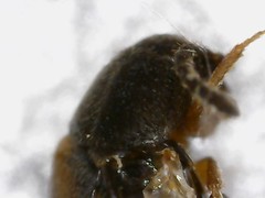 Oxypoda