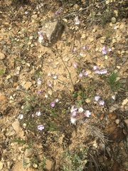 Chaenorhinum robustum