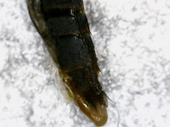 Oxypoda