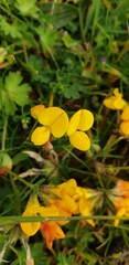 Lotus corniculatus