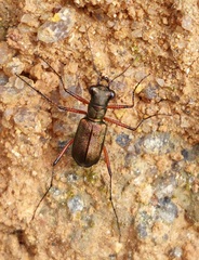 Heptodonta posticalis