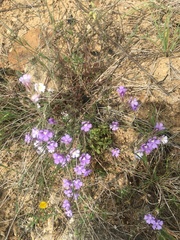 Chaenorhinum robustum