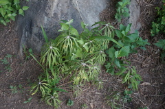 Syneilesis aconitifolia