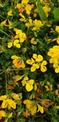 Lotus corniculatus