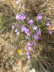 Chaenorhinum robustum