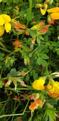 Lotus corniculatus