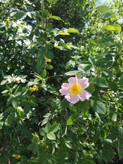 Rosa canina